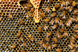 Bee Glue