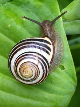 Snail Mucin
